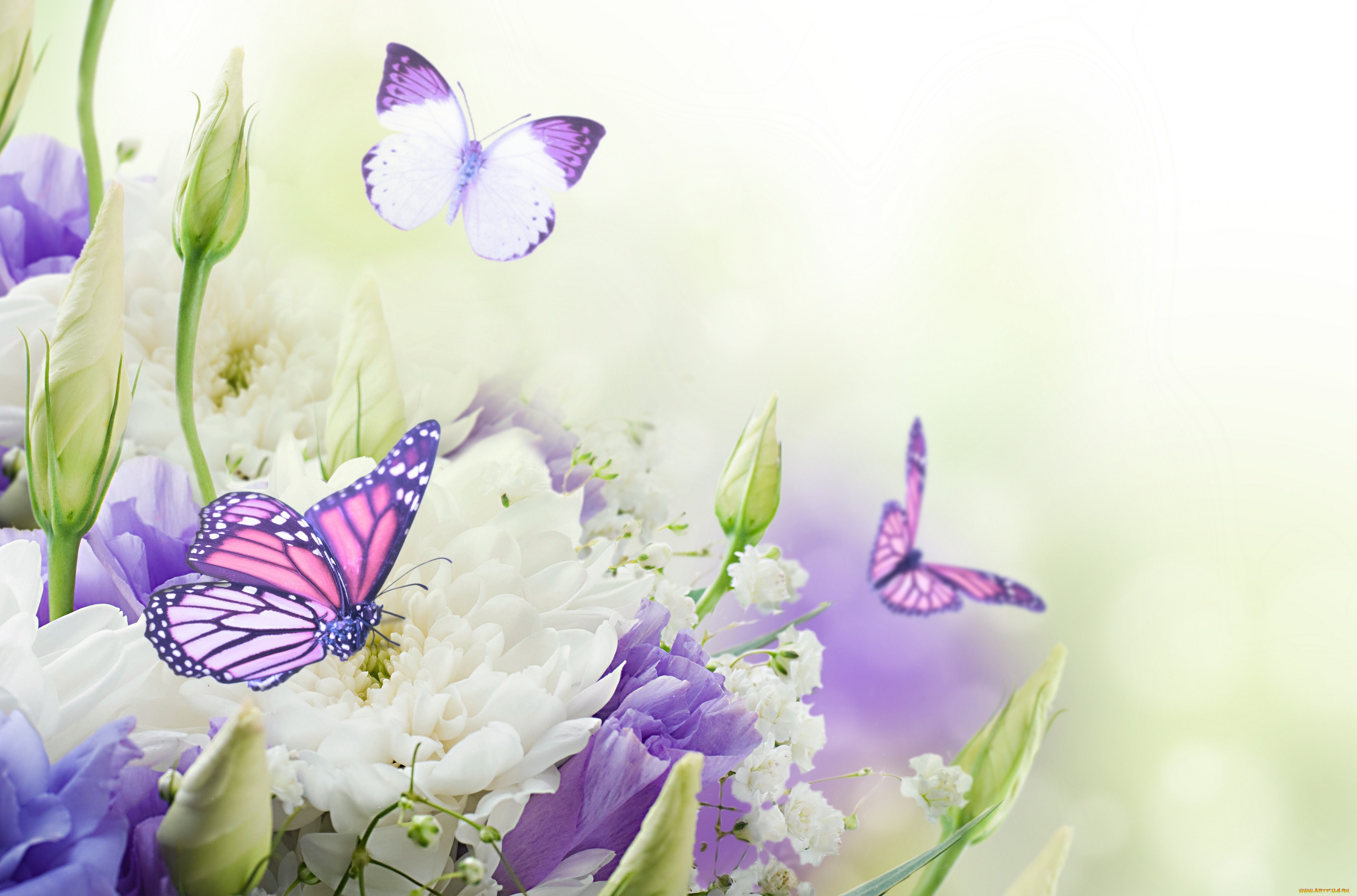 ,  , , , flowers, butterflies, buds, chrysanthemums, , 